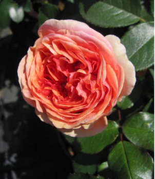 Preview: Hochstammrose Chippendale 3